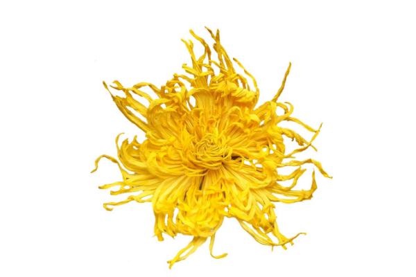 金絲皇菊有蟲子正常嗎 如何選擇好的金絲皇菊 金絲皇菊有蟲子正常嗎 如何選擇好的金絲皇菊