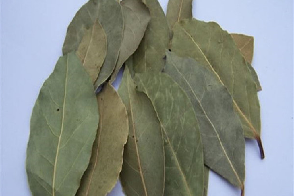 香葉放了三四年還可以用嗎 香葉發(fā)霉了還能用嗎 香葉放了三四年還可以用嗎 香葉發(fā)霉了還能用嗎