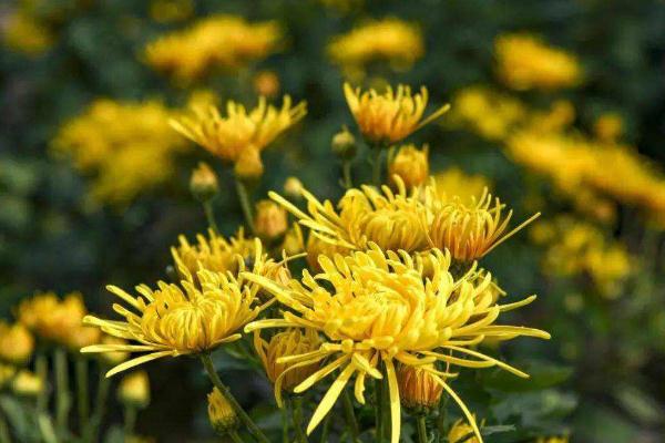 金絲皇菊的功效與作用 金絲皇菊和胎菊哪個好 金絲皇菊的功效與作用 金絲皇菊和胎菊哪個好