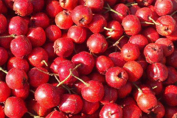 山楂有維生素c嗎 山楂有什么營養(yǎng)價(jià)值 山楂有維生素c嗎 山楂有什么營養(yǎng)價(jià)值