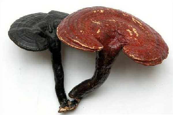 靈芝放久了還能吃嗎 靈芝可以放多久 靈芝放久了還能吃嗎 靈芝可以放多久