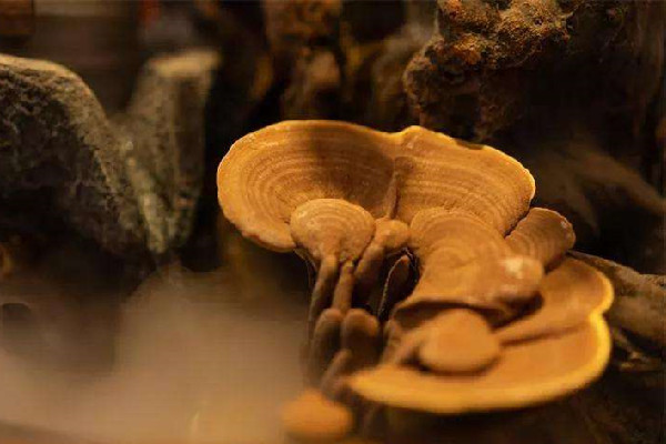 靈芝可以提高男性功能嗎 靈芝會身體有什么好處 靈芝可以提高男性功能嗎 靈芝會身體有什么好處