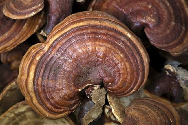 靈芝可以提高男性功能嗎 靈芝會身體有什么好處 靈芝可以提高男性功能嗎 靈芝會身體有什么好處