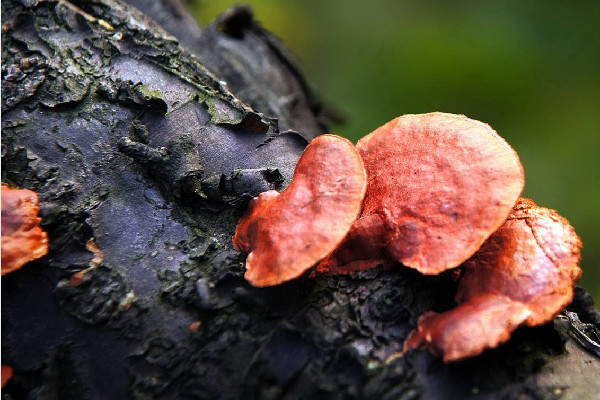 靈芝泡酒加什么藥材好 靈芝泡酒的正確方法 靈芝泡酒加什么藥材好 靈芝泡酒的正確方法