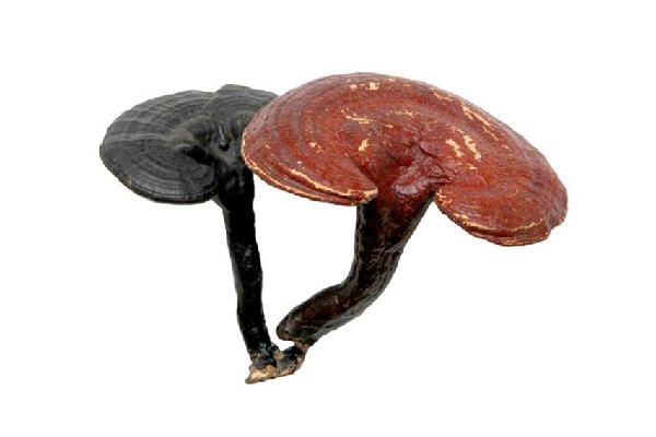 靈芝變質(zhì)了是什么樣子 靈芝放在家中哪里最好 靈芝變質(zhì)了是什么樣子 靈芝放在家中哪里最好