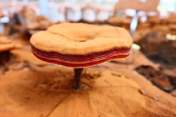 靈芝有哪幾種 靈芝買什么樣的最好 靈芝有哪幾種 靈芝買什么樣的最好