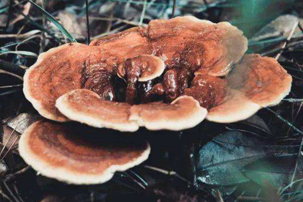 靈芝哪里的產地比較好 靈芝是黑色的好還是棕色的好 靈芝哪里的產地比較好 靈芝是黑色的好還是棕色的好