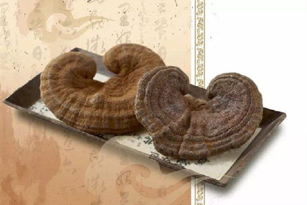 靈芝哪里的產地比較好 靈芝是黑色的好還是棕色的好 靈芝哪里的產地比較好 靈芝是黑色的好還是棕色的好