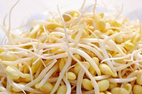 黃豆芽吃了會(huì)上火嗎 黃豆芽吃了會(huì)回奶嗎 黃豆芽吃了會(huì)上火嗎 黃豆芽吃了會(huì)回奶嗎