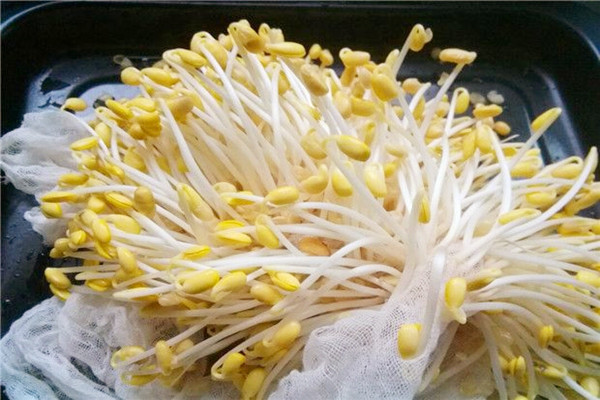 黃豆芽的嘌呤含量高嗎 黃豆芽對身體有什么好處 黃豆芽的嘌呤含量高嗎 黃豆芽對身體有什么好處