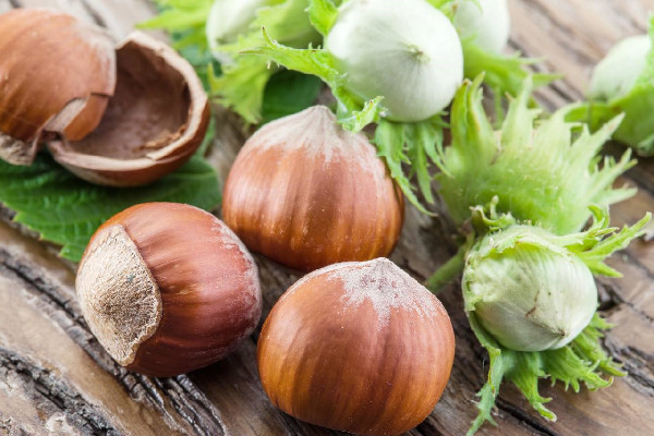 榛子有點(diǎn)苦是怎么回事 榛子苦了還能吃嗎 榛子有點(diǎn)苦是怎么回事 榛子苦了還能吃嗎