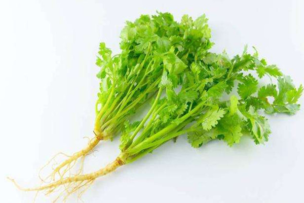 香菜一年四季都可以種嗎 香菜是不是寒性的 香菜一年四季都可以種嗎 香菜是不是寒性的