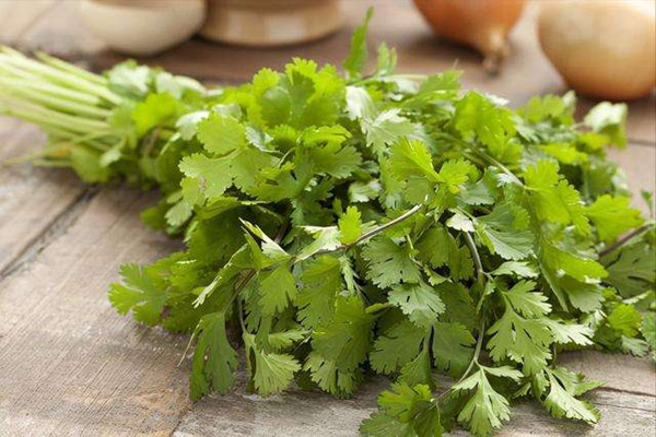 香菜一年四季都可以種嗎 香菜是不是寒性的 香菜一年四季都可以種嗎 香菜是不是寒性的