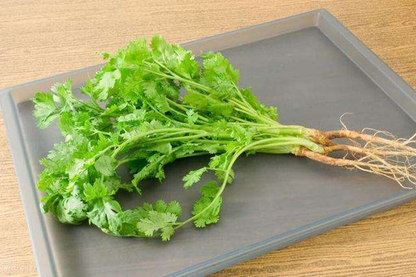 香菜一年四季都可以種嗎 香菜是不是寒性的 香菜一年四季都可以種嗎 香菜是不是寒性的