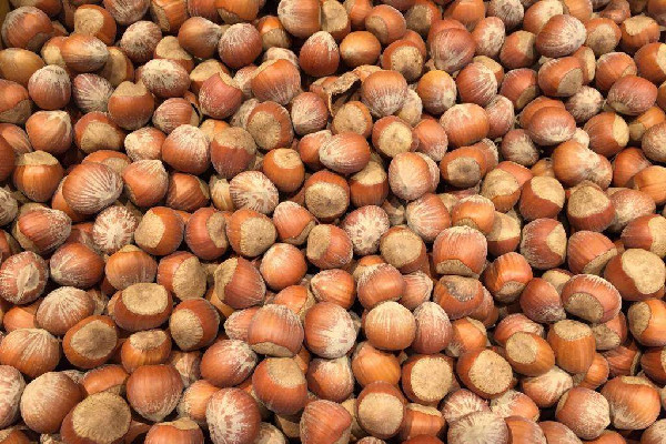 榛子吃生的好還是熟的好 榛子吃多了容易上火嗎 榛子吃生的好還是熟的好 榛子吃多了容易上火嗎