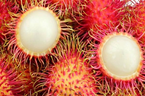 紅毛丹的禁忌 紅毛丹成熟的季節(jié)是幾月 紅毛丹的禁忌 紅毛丹成熟的季節(jié)是幾月