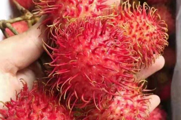 紅毛丹什么味道 紅毛丹什么味道是壞的 紅毛丹什么味道 紅毛丹什么味道是壞的