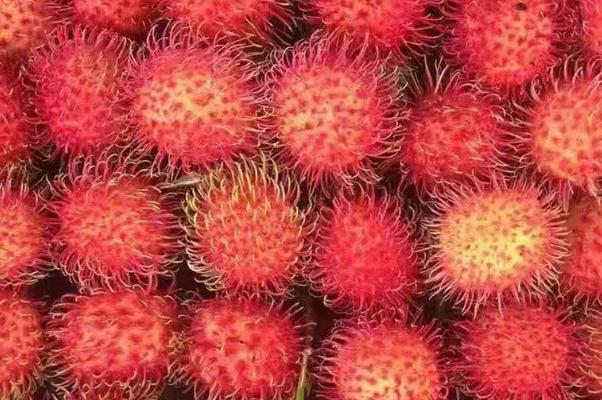 紅毛丹會(huì)上火嗎 紅毛丹會(huì)不會(huì)過敏 紅毛丹會(huì)上火嗎 紅毛丹會(huì)不會(huì)過敏