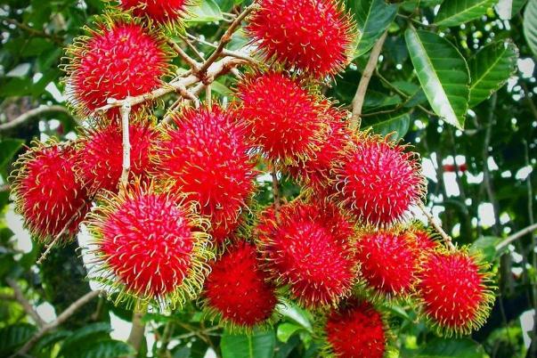 紅毛丹會(huì)上火嗎 紅毛丹會(huì)不會(huì)過敏 紅毛丹會(huì)上火嗎 紅毛丹會(huì)不會(huì)過敏