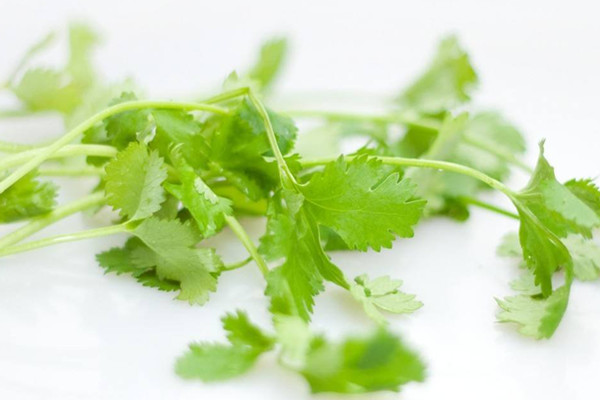 香菜如何選購 香菜如何長期保存 香菜如何選購 香菜如何長期保存