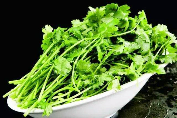 香菜如何選購 香菜如何長期保存 香菜如何選購 香菜如何長期保存
