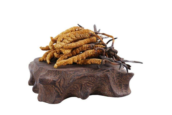 冬蟲夏草是不是蟲子 冬蟲夏草是如何形成的 冬蟲夏草是不是蟲子 冬蟲夏草是如何形成的