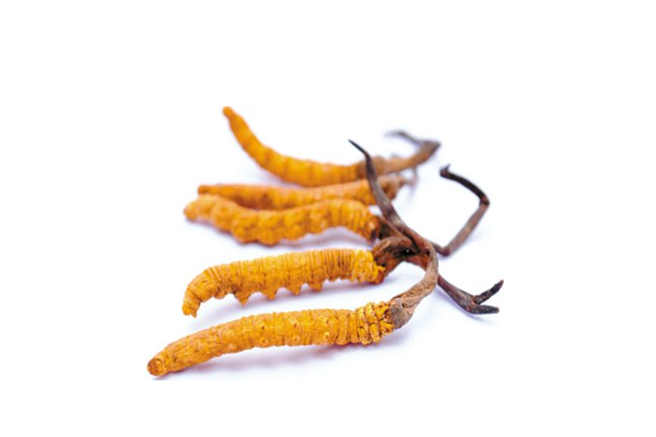 冬蟲夏草的產(chǎn)地是哪里 冬蟲夏草聞起來什么味道 冬蟲夏草的產(chǎn)地是哪里 冬蟲夏草聞起來什么味道