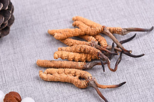 冬蟲(chóng)夏草可以空腹吃嗎 冬蟲(chóng)夏草兒童可以吃嗎 冬蟲(chóng)夏草可以空腹吃嗎 冬蟲(chóng)夏草兒童可以吃嗎