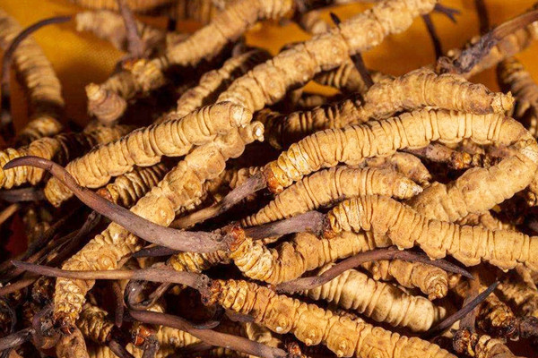 冬蟲(chóng)夏草可以空腹吃嗎 冬蟲(chóng)夏草兒童可以吃嗎 冬蟲(chóng)夏草可以空腹吃嗎 冬蟲(chóng)夏草兒童可以吃嗎