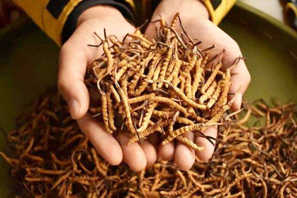 冬蟲夏草保質(zhì)期是幾年 冬蟲夏草怎么看是否過期 冬蟲夏草保質(zhì)期是幾年 冬蟲夏草怎么看是否過期