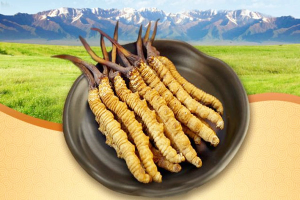 冬蟲夏草如何選購 冬蟲夏草如何存放 冬蟲夏草如何選購 冬蟲夏草如何存放