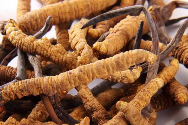 冬蟲(chóng)夏草能和西洋參一起吃嗎 冬蟲(chóng)夏草可以和黃芪一起吃嗎 冬蟲(chóng)夏草能和西洋參一起吃嗎 冬蟲(chóng)夏草可以和黃芪一起吃嗎