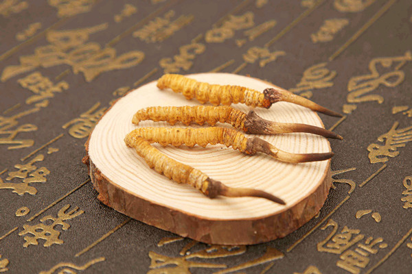 冬蟲(chóng)夏草能和西洋參一起吃嗎 冬蟲(chóng)夏草可以和黃芪一起吃嗎