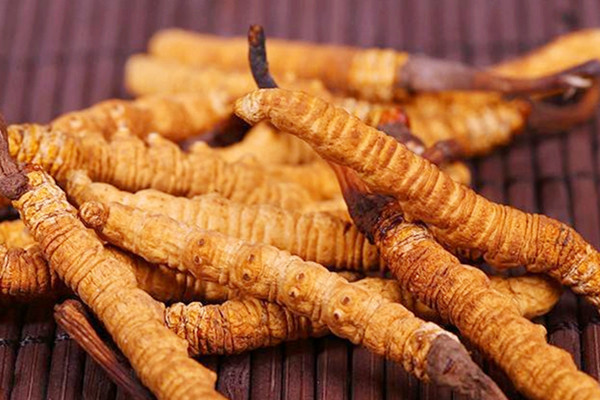 冬蟲(chóng)夏草能和西洋參一起吃嗎 冬蟲(chóng)夏草可以和黃芪一起吃嗎 冬蟲(chóng)夏草能和西洋參一起吃嗎 冬蟲(chóng)夏草可以和黃芪一起吃嗎