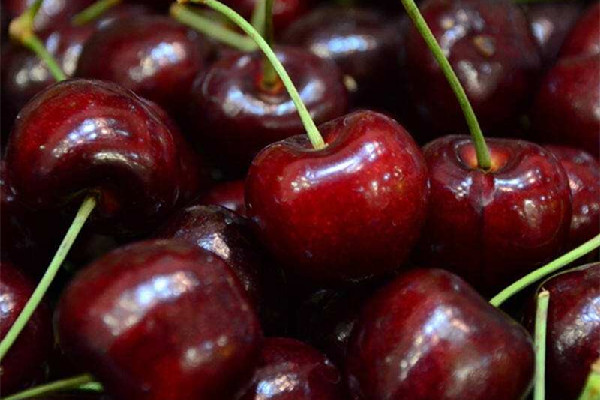 車?yán)遄涌梢匝a(bǔ)血么 車?yán)遄雍蜖I養(yǎng)價(jià)值和食用功效