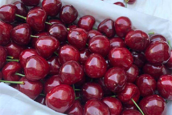 車?yán)遄雍橇扛邌?車?yán)遄舆m合糖尿病人吃嗎 車?yán)遄雍橇扛邌?車?yán)遄舆m合糖尿病人吃嗎