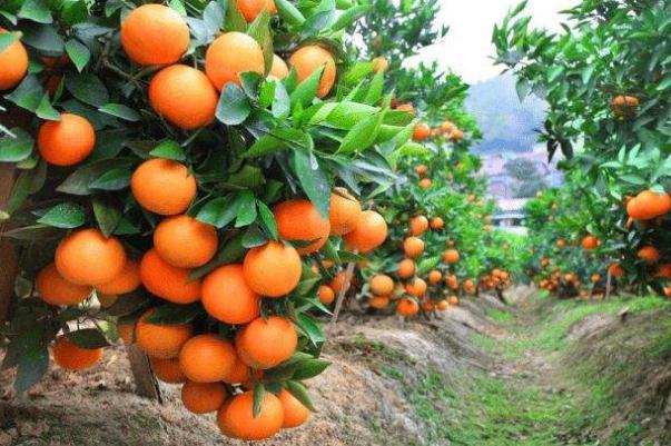 沙糖桔的營養(yǎng)功效與作用 沙糖桔上火還是降火 沙糖桔的營養(yǎng)功效與作用 沙糖桔上火還是降火