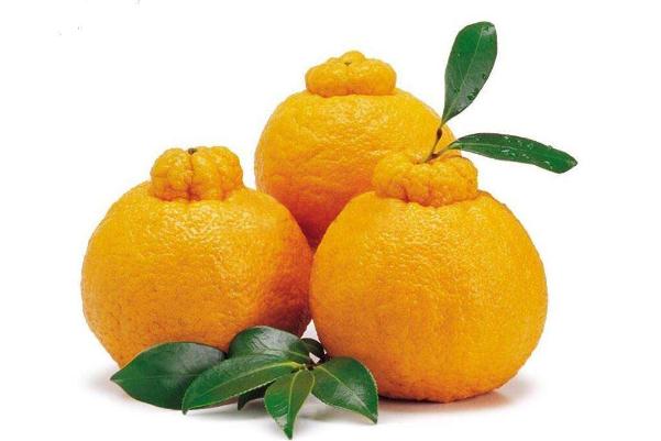 丑橘可以多吃嗎 丑橘可以和牛奶一起吃嗎 丑橘可以多吃嗎 丑橘可以和牛奶一起吃嗎