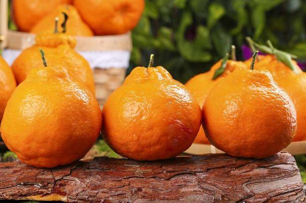 丑橘產地在哪個地方 丑橘要放好久才甜