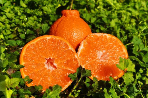 丑橘要放冰箱冷藏嗎 丑橘要怎么挑選 丑橘要放冰箱冷藏嗎 丑橘要怎么挑選