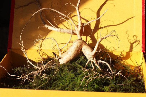 野山參泡酒的功效 野山參泡酒怎么泡 野山參泡酒的功效 野山參泡酒怎么泡