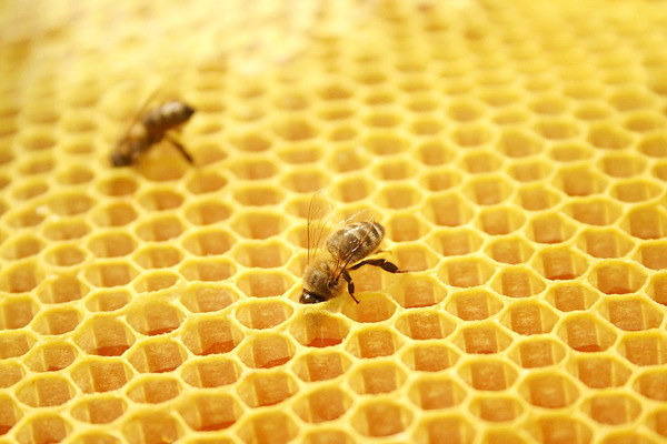 蜂膠是甜的嗎 蜂膠含有激素嗎 蜂膠是甜的嗎 蜂膠含有激素嗎