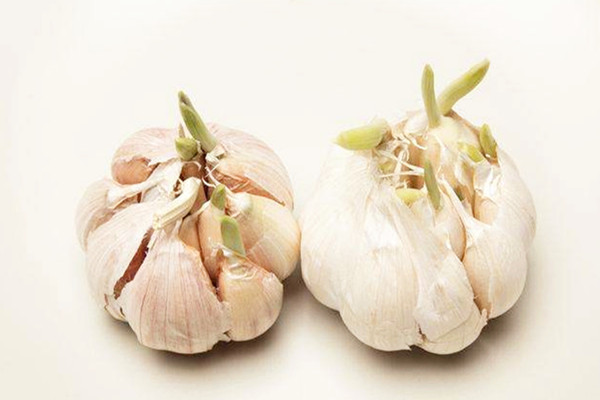 大蒜怎么去辣味 大蒜發(fā)芽了能不能吃 大蒜怎么去辣味 大蒜發(fā)芽了能不能吃