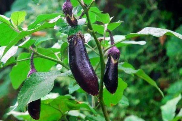 茄子會食物中毒嗎 胃不好可以吃茄子嗎 茄子會食物中毒嗎 胃不好可以吃茄子嗎