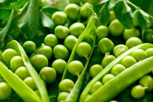 豌豆會上火嗎 豌豆會變黃嗎 豌豆會上火嗎 豌豆會變黃嗎