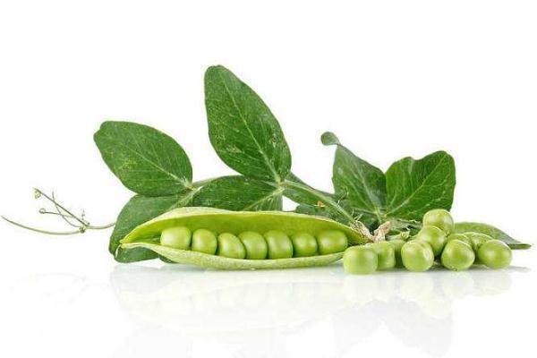 豌豆對(duì)胃有沒有好處 豌豆多吃對(duì)胃有好處嗎 豌豆對(duì)胃有沒有好處 豌豆多吃對(duì)胃有好處嗎