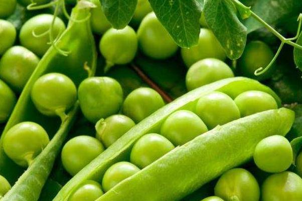 豌豆會上火嗎 豌豆會變黃嗎 豌豆會上火嗎 豌豆會變黃嗎