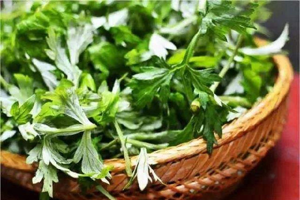 艾草泡水可以治療婦科病嗎 艾草對(duì)婦科炎癥有幫助嗎 艾草泡水可以治療婦科病嗎 艾草對(duì)婦科炎癥有幫助嗎