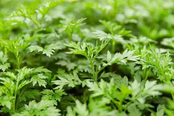 艾草泡水可以治療婦科病嗎 艾草對(duì)婦科炎癥有幫助嗎 艾草泡水可以治療婦科病嗎 艾草對(duì)婦科炎癥有幫助嗎