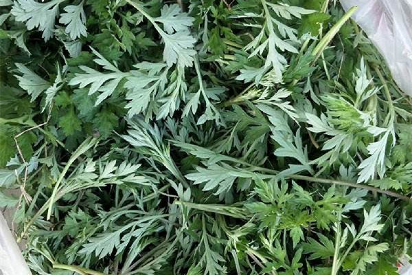 艾草除螨蟲有效果嗎 艾草除螨蟲使用方法 艾草除螨蟲有效果嗎 艾草除螨蟲使用方法